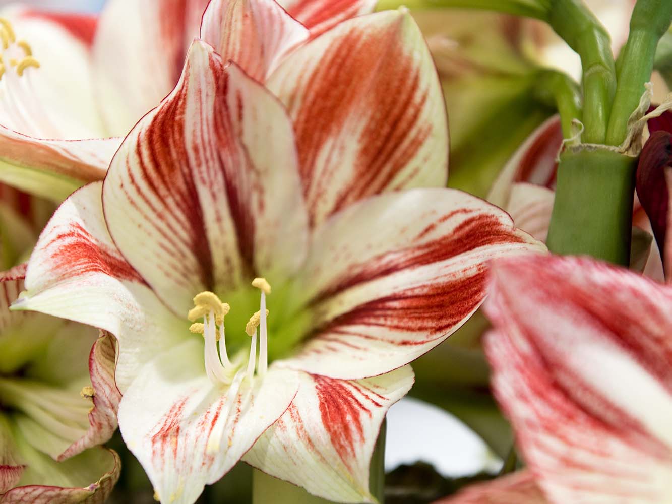 Trauerfloristik Amaryllis