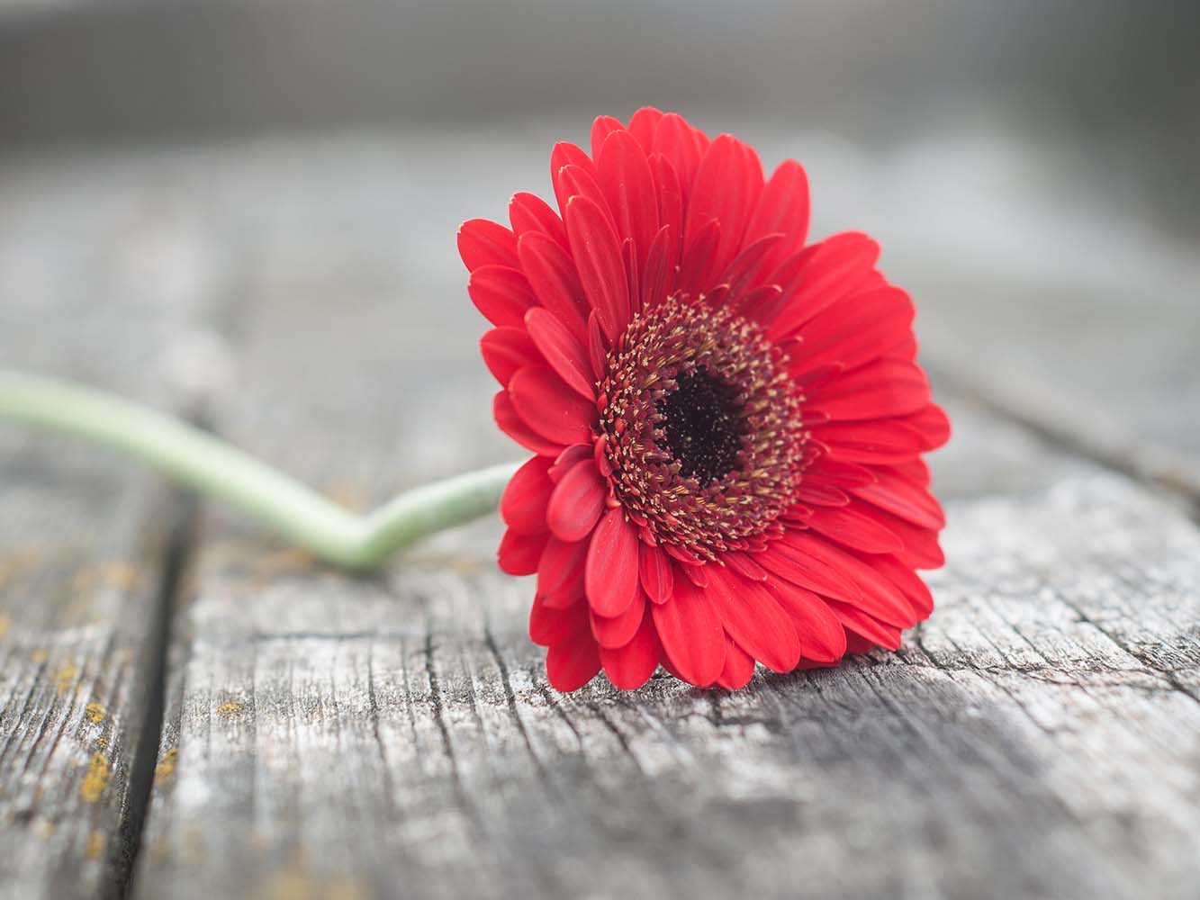 Trauerfloristik Gerbera