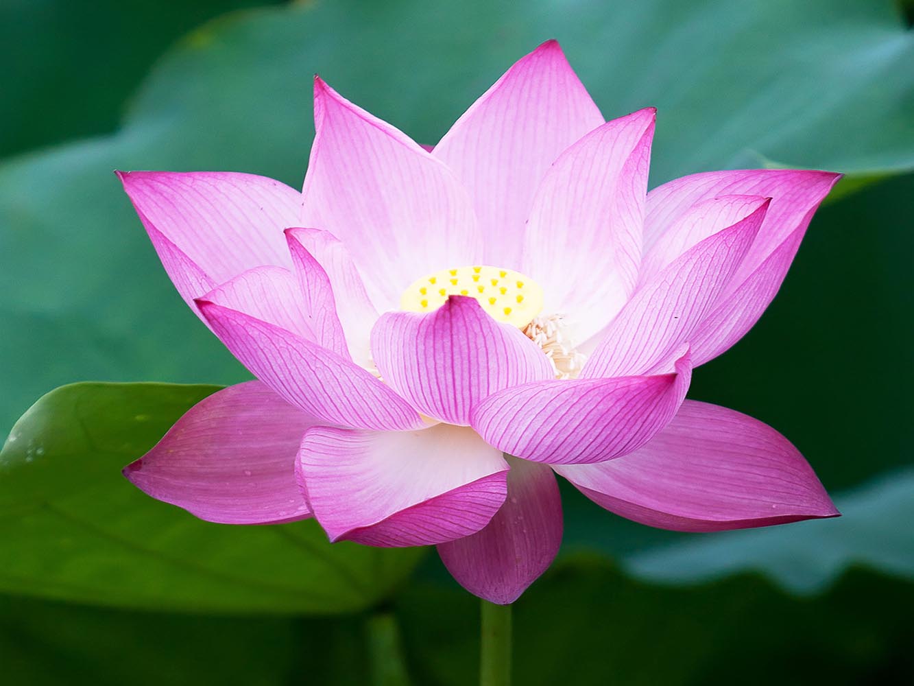 Trauerfloristik Lotus