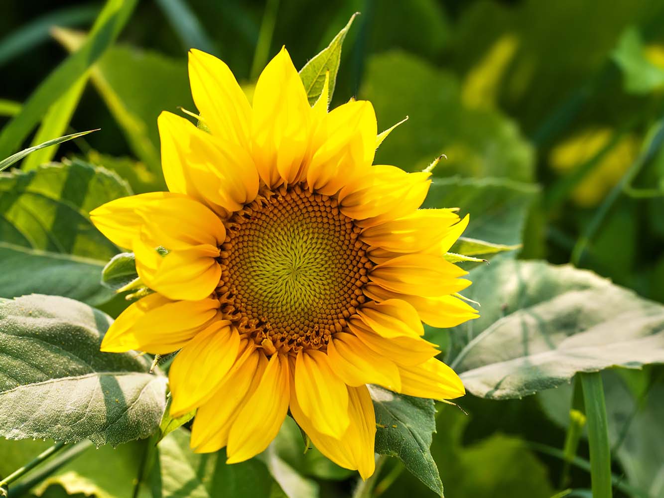 Trauerfloristik Sonnenblume