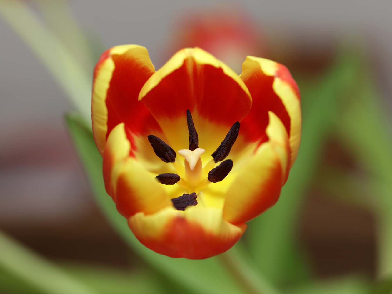 Trauerfloristik Tulpe