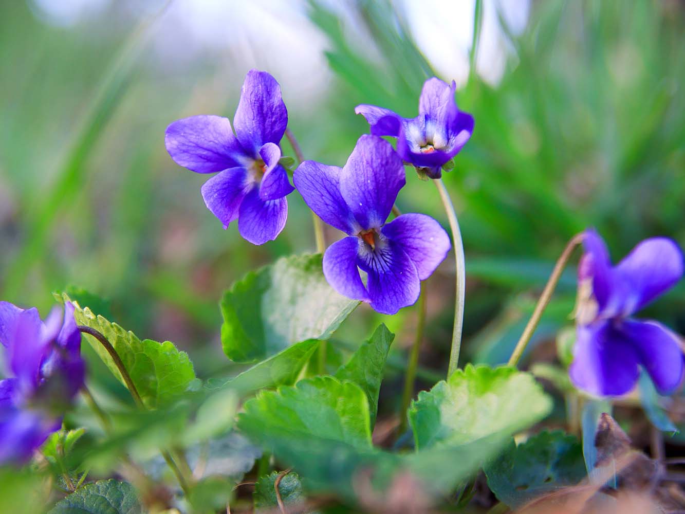 Trauerfloristik Veilchen